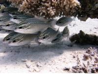 Red Sea Fish 6